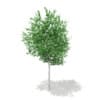 3d Silver Birch