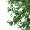 3d Silver Birch
