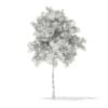 3d Silver Birch