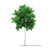 3d Silver Birch