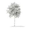 3d Silver Birch