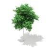 3d Silver Birch