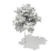 3d Silver Birch