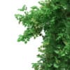 3d Silver Birch