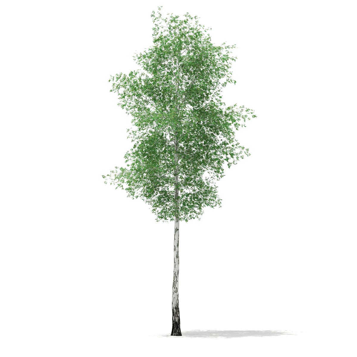 Silver Birch (Betula pendula) 21.4m