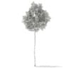 3d Silver Birch