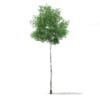 3d Silver Birch