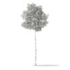 3d Silver Birch