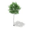 3d Silver Birch