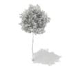 3d Silver Birch