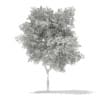 3d Silver Birch