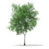 3d Silver Birch