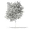 3d Silver Birch