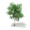 3d Silver Birch
