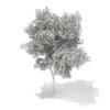 3d Silver Birch