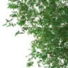 3d Silver Birch