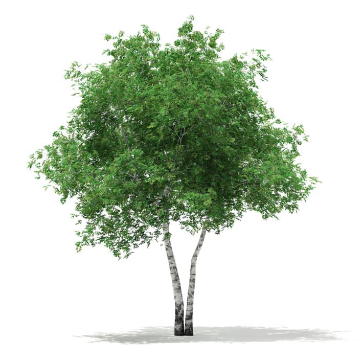 Silver Birch (Betula pendula) 8.8m