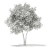 3d Silver Birch