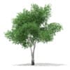 3d Silver Birch