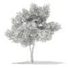 3d Silver Birch