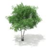3d Silver Birch