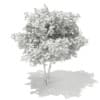 3d Silver Birch
