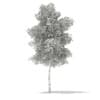 3d Silver Birch