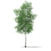 3d Silver Birch