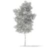 3d Silver Birch