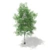 3d Silver Birch