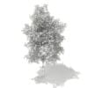 3d Silver Birch
