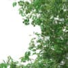 3d Silver Birch