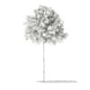 3d Sycamore Maple