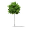 3d Sycamore Maple