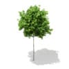 3d Sycamore Maple