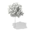 3d Sycamore Maple