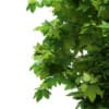 3d Sycamore Maple