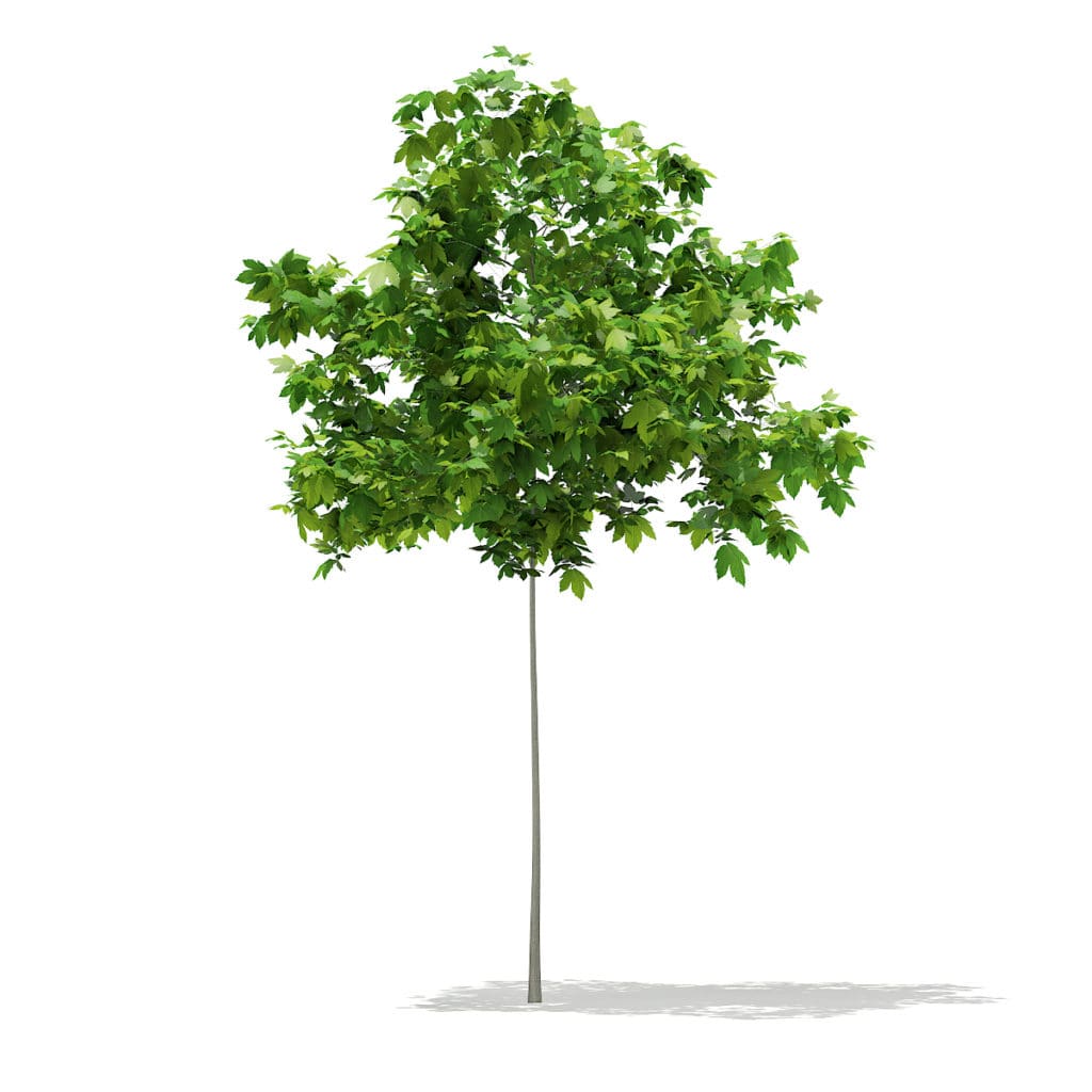 Maidenhair Tree (Ginkgo biloba) 10.3m