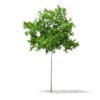 3d Sycamore Maple
