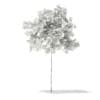 3d Sycamore Maple