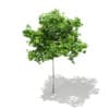 3d Sycamore Maple
