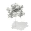 3d Sycamore Maple