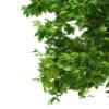 3d Sycamore Maple