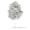 3d Sycamore Maple
