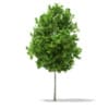 3d Sycamore Maple