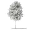 3d Sycamore Maple