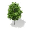 3d Sycamore Maple