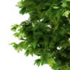 3d Sycamore Maple