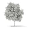 Sycamore Maple (Acer pseudoplatanus) 10.2m - Image 2