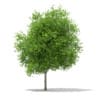 Sycamore Maple (Acer pseudoplatanus) 10.2m - Image 3